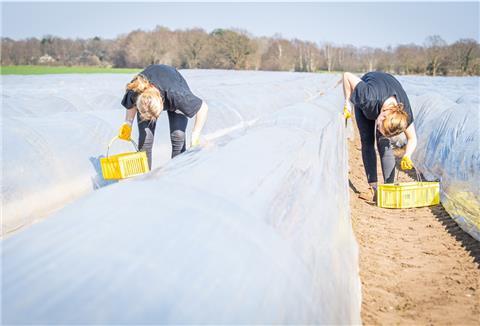 Allein auf dem Feld: Emily und Eileen Werpup sind bisher die einzigen Erntehelferinnen bei Spargelbauer Sascha Appel in Bramstedt-Lohe. Foto: Hartmann