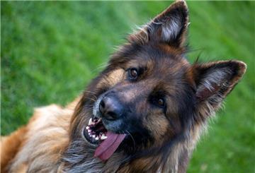 Ein Hirtenhund fand einen zweijährigen Jungen, der allein durch die Wildnis Arizonas irrte – und führte ihn sicher nach Hause.