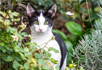 Katze im Garten