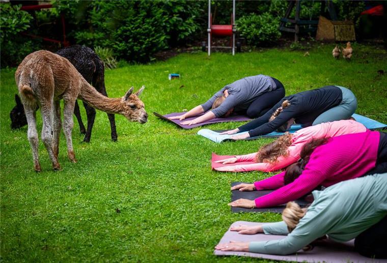 Bei einer Yogastunde neben Alpakas auf einer Alpakaweide.