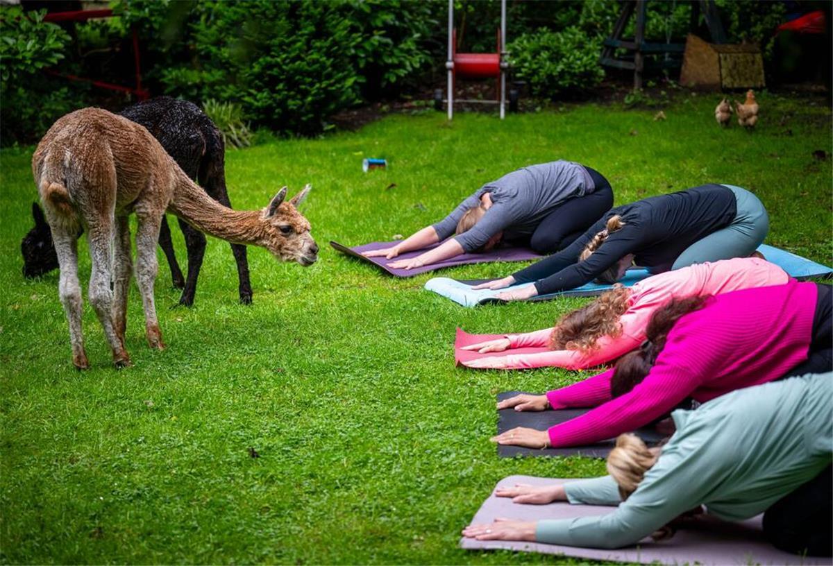 Bei einer Yogastunde neben Alpakas auf einer Alpakaweide.