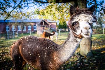 Alpakastute "Lilly" war das erste Fohlen das auf dem Hof der Leopolds geboren wurde. Sie ist jetzt 5 Jahre alt.