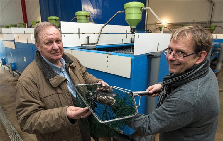 Als Vertreter der Ostewert AG halten Bert Frisch (l) und Nils Uhtenwoldt in ihrer Fischzucht in Oberndorf einen der Welse im Kescher.