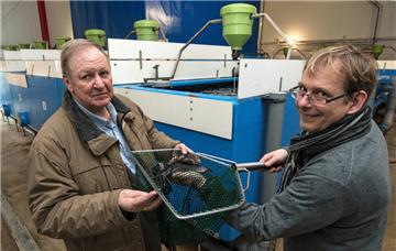 Als Vertreter der Ostewert AG halten Bert Frisch (l) und Nils Uhtenwoldt in ihrer Fischzucht in Oberndorf einen der Welse im Kescher.