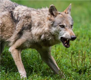 Am Dienstag hat Euch ganz besonders der Wolf interessiert.