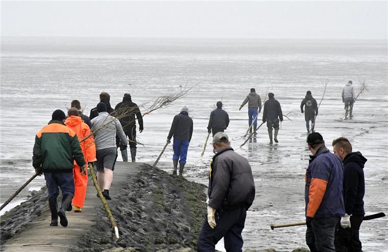 Am Dorumer Kutterhafen (Wurster Nordseeküste) trafen sich 30 Helfer zum Prickenstecken.