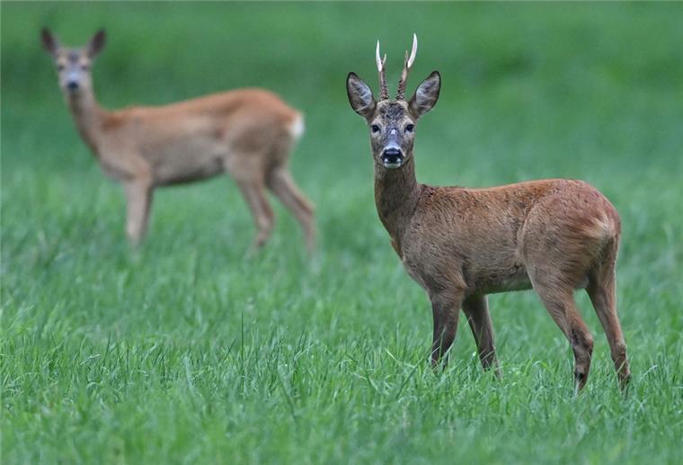 Ein Rehbock und ein Reh stehen am frühen Morgen auf einer Wiese