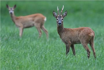 Ein Rehbock und ein Reh stehen am frühen Morgen auf einer Wiese