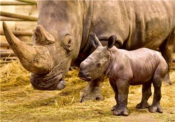 Am Freitag kam im Serengeti-Park ein Nashorn-Bulle zur Welt. 