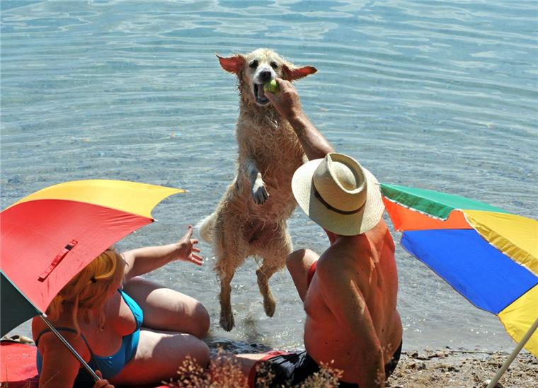 Kleinensiel: Durch Einwohnerantrag soll Hundestrand möglich werden Hundestrand