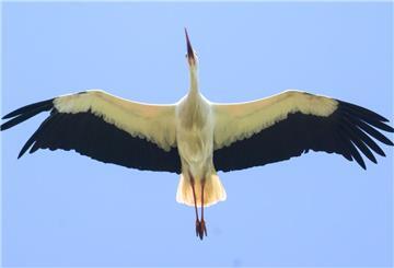 Ein Weißstorch fliegt am Himmel 