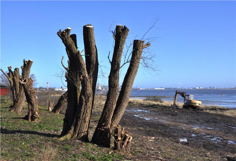 Am Nordenhamer Strand rodet die Wasser- und Schifffahrtsverwaltung derzeit kräftig.