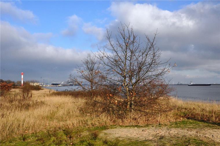 Am Nordenhamer Strand sollen Bäume gefällt werden.