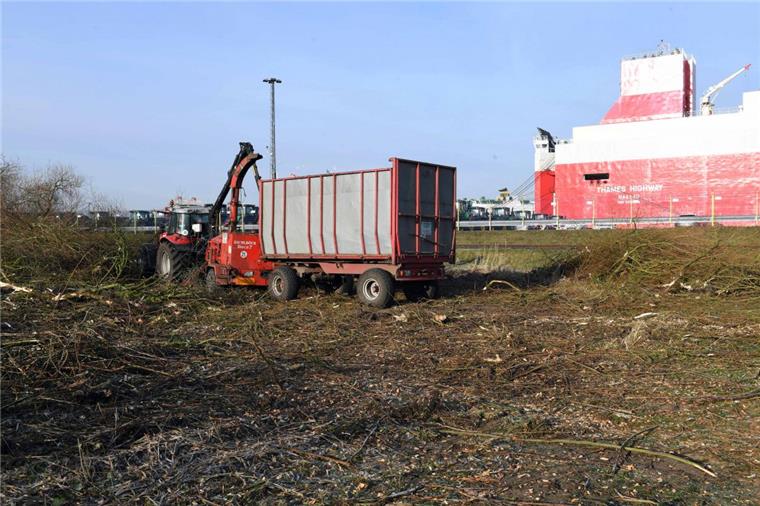 Am Osthafen in Bremerhaven wurden in dieser Woche Bäume gefällt.