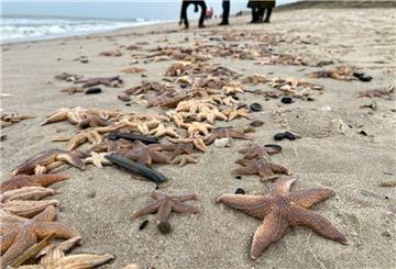 Zahlreiche angeschwemmte Seesterne liegen auf der Nordseeinsel am Strand. Foto: Daniel Bockwoldt/dpa