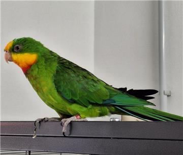 Amarillo breitet gerne seine Flügel aus und dreht ein paar Runden in der Luft. 
