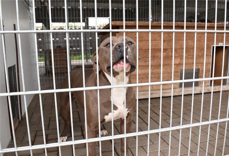 Überfülltes Tierheim: Das Leid der Tiere nimmt kein Ende American Staffordshire Hund