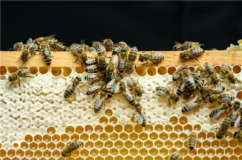 Amerikanische Faulbrut macht sich unter den Bienen in Bremen breit.