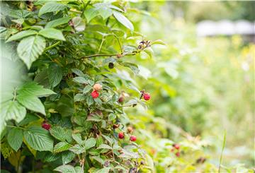 An den Pflanzen in der „Neuen Aue“ wachsen Beeren.