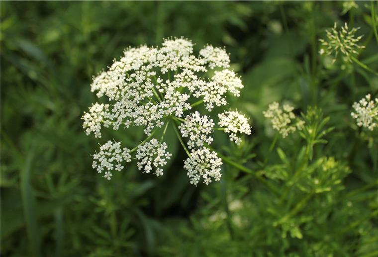 Kraut des Monats: Giersch An der Blüte ist der Giersch (Wissenschaftlicher Name: Aegopodium podagraria flower) gut zu erkennen.