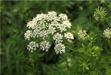 An der Blüte ist der Giersch (Wissenschaftlicher Name: Aegopodium podagraria flower) gut zu erkennen.