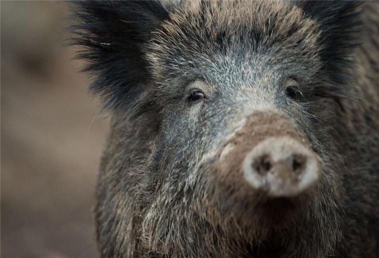 An der für den Menschen ungefährlichen Afrikanischen Schweinepest erkranken Wild- und Hausschweine. (Symbolbild)