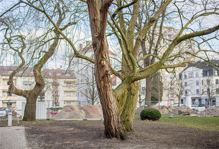 Ein Baum steht auf einer Wiese.