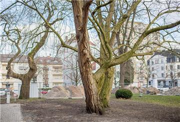 Ein Baum steht auf einer Wiese.