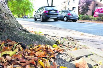 An der Hansingstraße haben sich mehrere Bäume so breitgemacht, dass die daneben liegenden Wege kaum noch nutzbar sind.