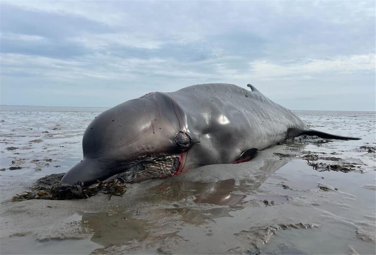 Seehundjäger erschießt Wal an der Küste von Sylt Ein erschossener Wal liegt im Sylter Watt.
