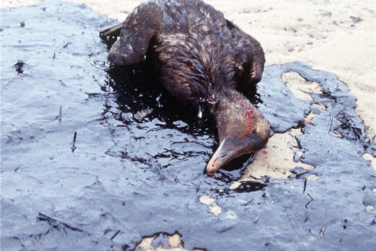 An der niedersächsischen Küste ist die Gefahr von Havarien auf See hoch. Was mit Tieren, die dabei zu Schaden kommen, geschehen soll, ist trotz jahrzehntelanger Bemühungen noch nicht geklärt.