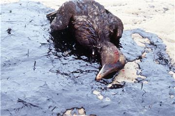 An der niedersächsischen Küste ist die Gefahr von Havarien auf See hoch. Was mit Tieren, die dabei zu Schaden kommen, geschehen soll, ist trotz jahrzehntelanger Bemühungen noch nicht geklärt.