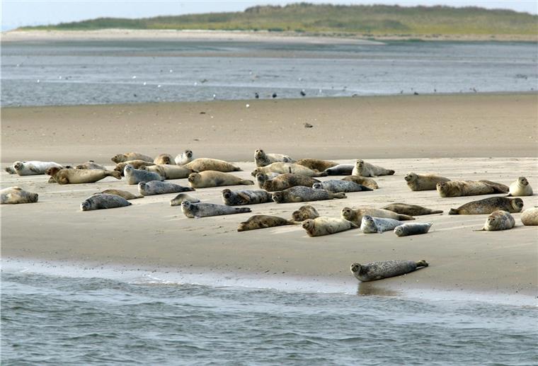 An der niedersächsischen Nordseeküste werden wieder Seehunde gezählt.