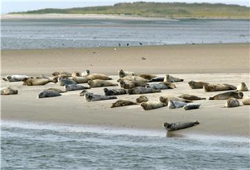 An der niedersächsischen Nordseeküste werden wieder Seehunde gezählt.