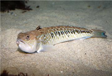 An der Nordseeküste werden in diesem Sommer vermehrt Stiche des giftigen Fisches Petermännchen verzeichnet.