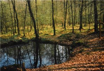 Ein Tümpel in einem Wald mit einem Holzkreuz am Rand