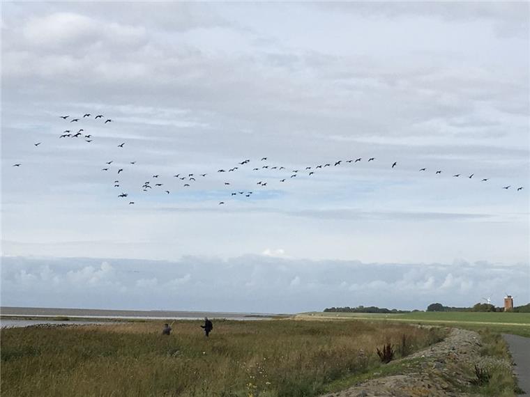 So viel Müll liegt vor dem Deich in Weddewarden An der Weserbucht hinter dem CT4, nah am Ochsenturm, klauben die Naturschützer jede Menge Plastikmüll und anderen Unrat auf. Am Sonnabendunter den Schreien der ersten Kanada-Gänse auf dem Weg gen Süden.