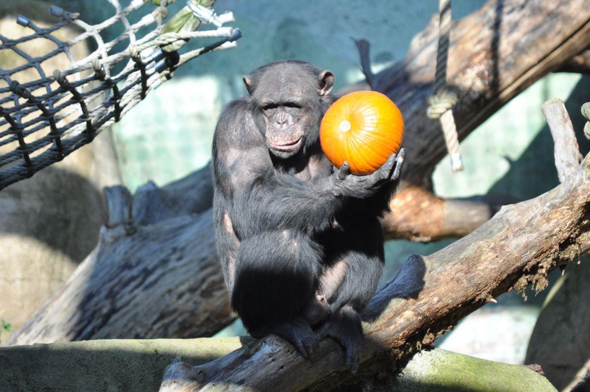An Halloween gab es noch Kürbisse für die Schimpansen im Zoo am Meer in Bremerhaven. Jetzt gibt's Hustensaft.