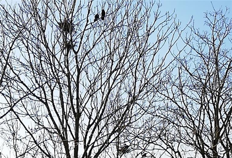 An immer mehr Orten in Nordenham lassen sich Krähen häuslich nieder, so wie hier nahe der Atenser Schule.