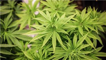 An zwei Orten fanden Ermittler aktive Cannabis-Plantagen. (Symbolbild)