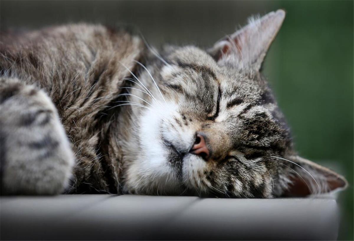 Kater geköpft – grausamer Fund erschüttert Besitzer und Anwohner Eine Katze schläft auf einem Gartentisch.