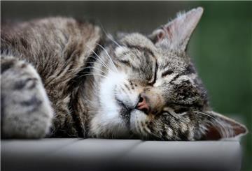 Eine Katze schläft auf einem Gartentisch.