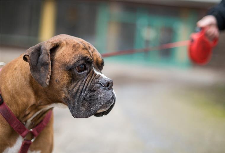 Anders als diese Bulldogge war der Hund in Blexen nicht angeleint.