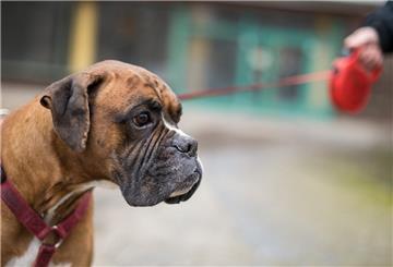 Anders als diese Bulldogge war der Hund in Blexen nicht angeleint.