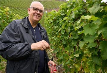 Andreas Bovenschulte, Bürgermeister von Bremen, half am Wochenende bei der Bremer Senatswein-Lese an der Mosel. Im Bremer Weinberg "Erdener Treppchen" werden jetzt die Trauben des Jahrgangs 2022 des Senatsweines gelesen.