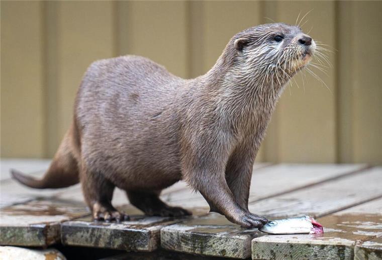 Neue süße Bewohner in der Bremer „Botanika“ (mit Bildergalerie) Zwei Otter erkunden ihr Gehege.
