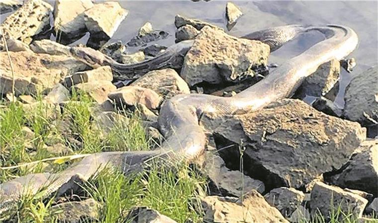 Angler haben an der Weser eine riesige Schlange gefunden. 