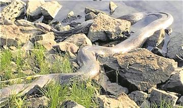 Angler haben an der Weser eine riesige Schlange gefunden. 