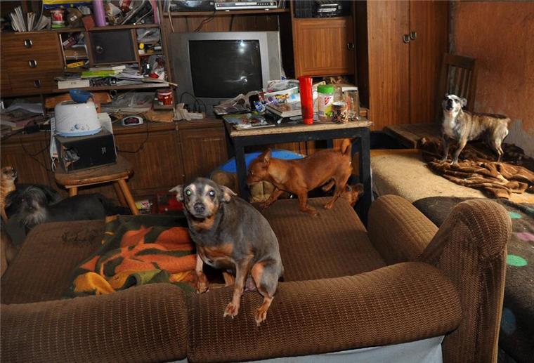 Tierschutzbund: Immer mehr Tiere leiden unter krankhaften Sammlern Tiere in verwahrloster Wohnung