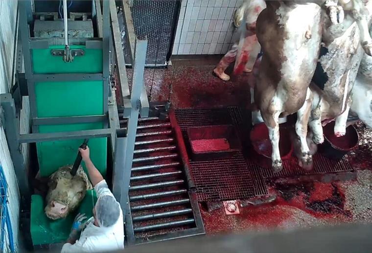 ANINOVA liegt nach eigenen Angaben aus dem Schlachthof Videomaterial vor.